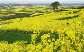 中国最美油菜花海